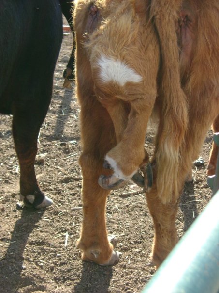 I guess you could call this photo "hoof proof."