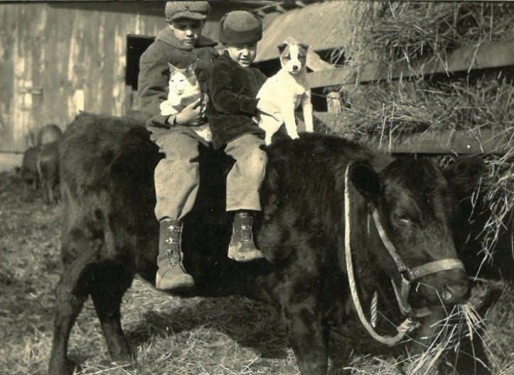 1924 floyd glenn bob cat pet the cow